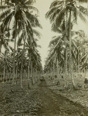 Samoa, Kokospflanzung