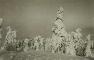 Osterzgebirge. Fichten auf dem Kahleberg