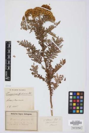 Gonospermum fruticosum (Buch) Less.