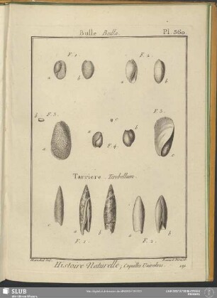 Pl. 360. Bulle. Bulla. Tarriere. Terebellum