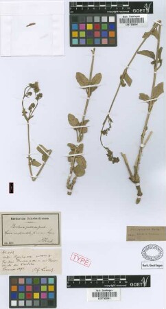 Boerhavia pulchella Griseb.