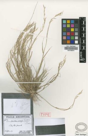 Bouteloua ciliata Griseb. [type]