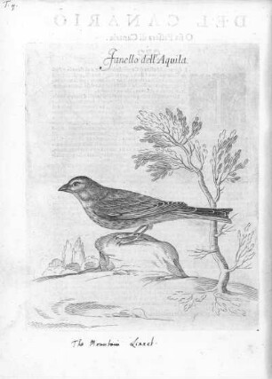T. 7. Fanello dell'Aquila