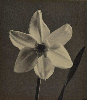 Blüte einer Narzisse, Hamburg-Langenhorn