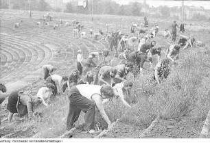Dresden, Heinz-Steyer-Stadion. Nationales Aufbauwerk Freiwillige Arbeitseinsätze im Stadion, 1952 & Freiwillige Arbeitseinsätze, Juni 1952