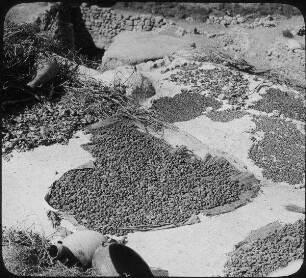 Drying Fruit [trocknende Früchte]