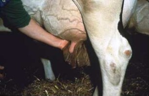Fotografie: Melktechnik, Hygiene & Pathologie, Tiergesundheit, Euterentzündung