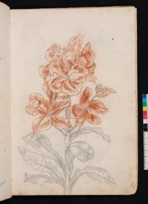 Goldlack nach Maria Sibylla Merian, Blumenbuch, Faszikel II, Taf. 6