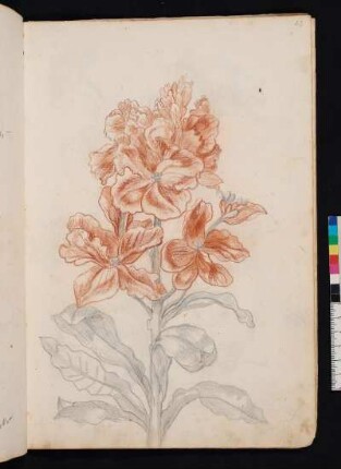 Goldlack nach Maria Sibylla Merian, Blumenbuch, Faszikel II, Taf. 6