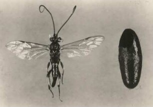 Kieferneulen-Schlupfwespe (Banchus femoralis F.) mit Kokon