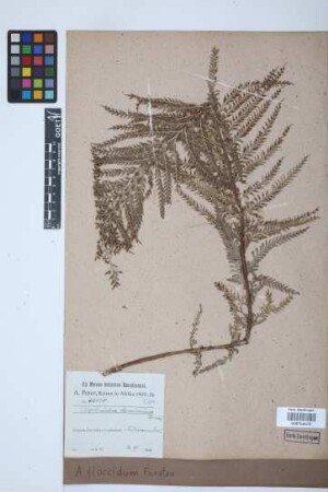 Asplenium flaccidum G.Forst.