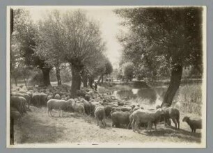Sachsen. Weidende Schaferherde an einem Teich