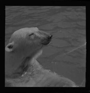 Eisbär im Zoo