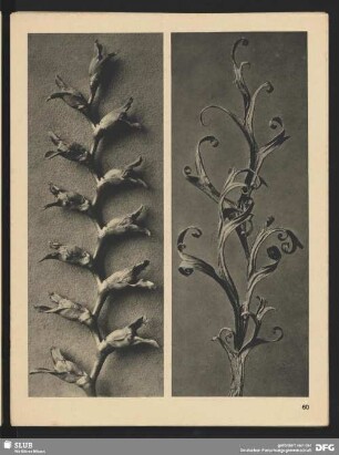Tritona crocosmüflora (Iridaceae) - Samenrispe (6mal vergrößert)