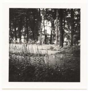 Bundesgartenschau 1955, Kassel: Blumen und Baumbestand