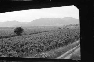 Edenkoben: Weinlandschaft aus Zugfenster
