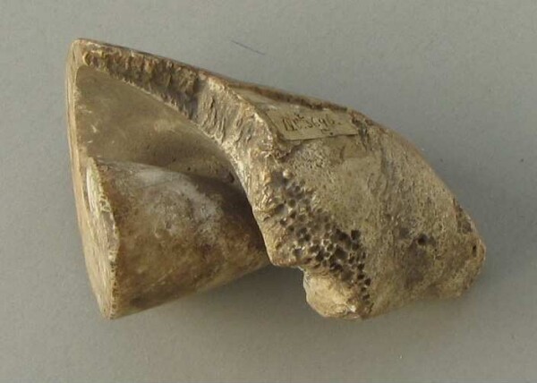 Shell (fragment)