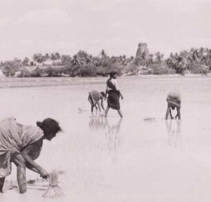 Indien, Reispflanzen