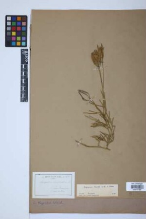 Diphasiastrum thyoides (Humb. & Bonpl. ex Willd.) Holub