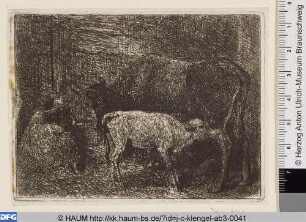 Kuh mit Kalb