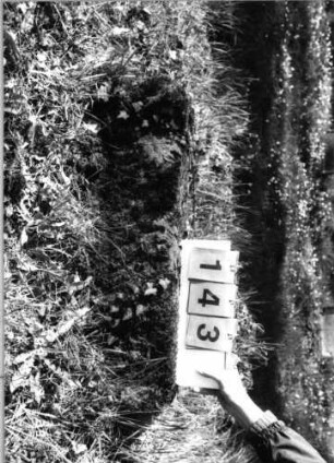 Grabstein 143 (Index: 99791897) Zustand: Fragment Besonderheit: kein Formblatt vorhanden: Grabstein 143