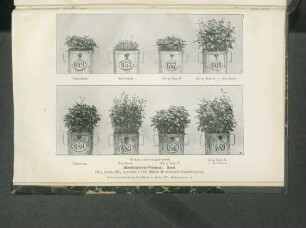 Tafel XII. Sterilisations-Versuch. Senf.