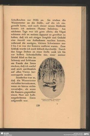 Schmalschnäbliger Wassertreter, Phalaropus lobatus, Linn.