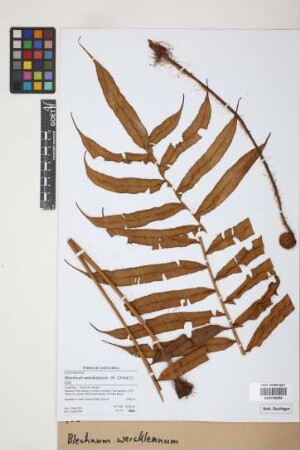 Blechnum werckleanum
