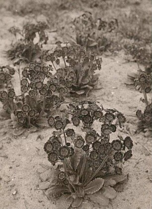 Hohe Schlüsselblume (Primula elatior). Gelbrandige Gartenprimeln (Primula elatior-Formen)