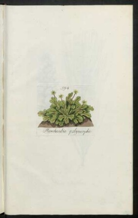 594. Marchantia polymorpha