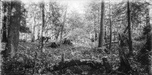 Im Wald : Blick in einen Hochwald mit umgestürzten Bäumen und alten Baumstümpfen.