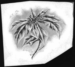 Poinsettia Blossom