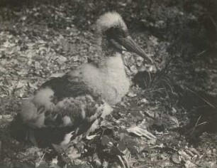 Schwarzstorch (Ciconia nigra L.), etwa sechs Wochen alter Jungvogel