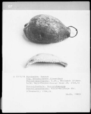 Porzellanschnecke (Grab 29, 184,1)