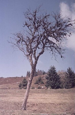 Schwarzwald. Landschaft am Feldberg (?) mit Eberesche