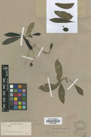 Morinda royoc L. var. latifolia Griseb.[type]