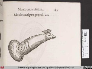 Monstrum figura genitalis viri.