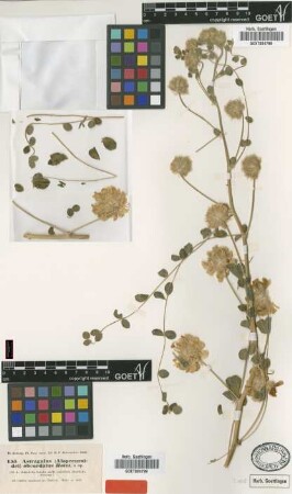 Astragalus obcordatus Boiss. [type]