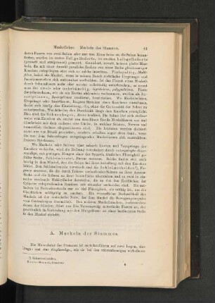 A. Muskeln des Stammes.