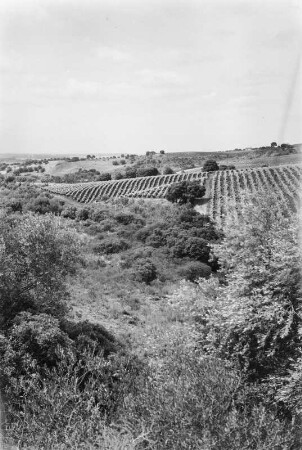 Weinstöcke : Blick über ein Weinbaugebiet bei Algier