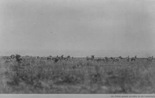 Zebraherde : Zebras (Equus quagga) in der Grassteppe