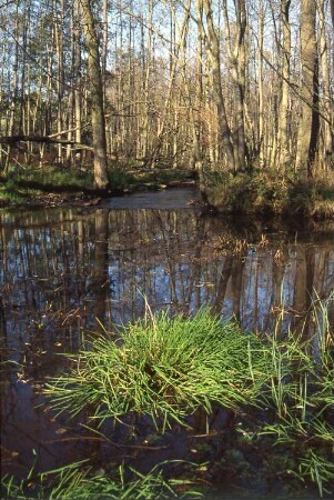 Königsbrück. Ehemaliger Truppenübungsplatz der Gruppe der Sowjetischen Streitkräfte in Deutschland (GSSD). Rohnaer Gebiet. Staustellen des Otterbaches