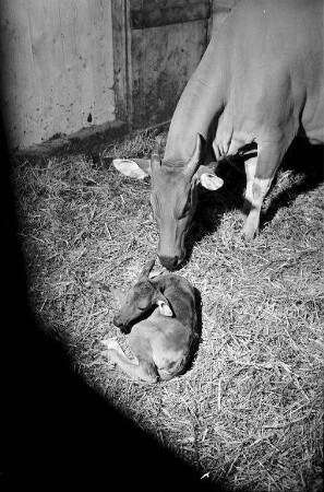 Nachwuchs bei den Banteng-Rindern im Karlsruher Zoo