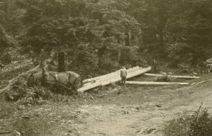 Holzeinschlag : Schwarzwald. Waldarbeiter mit Pferd. Transport von Langholz in der Nähe des Feldberger Hofes