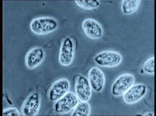 Sexual Reproduction in the Green Alga Hydrodictyon reticulatum