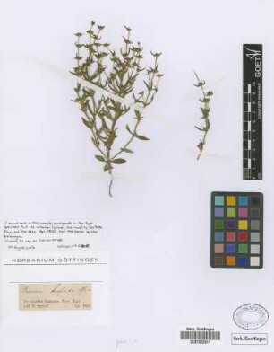 Borreria hispida Spruce ex K.Schum.