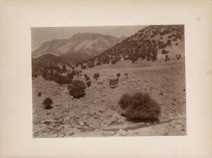 Lichter Laubwald : Durch Weidewirtschaft ausgedünnter Laubwald im Zagros-Gebirge in einem Tal am "Manischt".