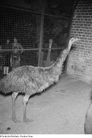 Emu im Leipziger Zoo