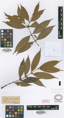 Calyptranthes sericea Griseb.