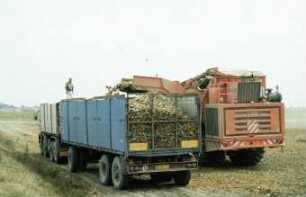 Fotografie: Erntetechnik, Zuckerrübe, Zuckerrübenköpfrodebunker selbstfahrend, Be- und Entladen, LKW